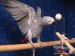 Hrající si papoušek